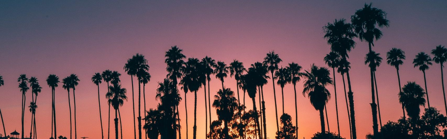 palm trees at sunset